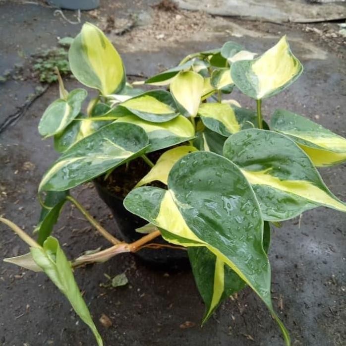 

Terlaris Bibit Tanaman Hias Gantung - Srigading Philo Berazil - Sirih Brazil