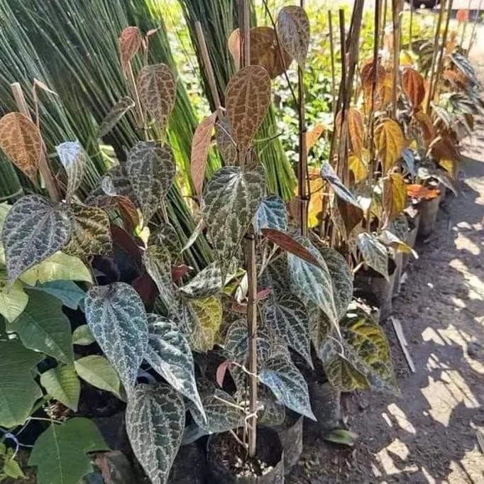 

Terlaris Tanaman/Bibit Sirih Merah Murah Berkualitas