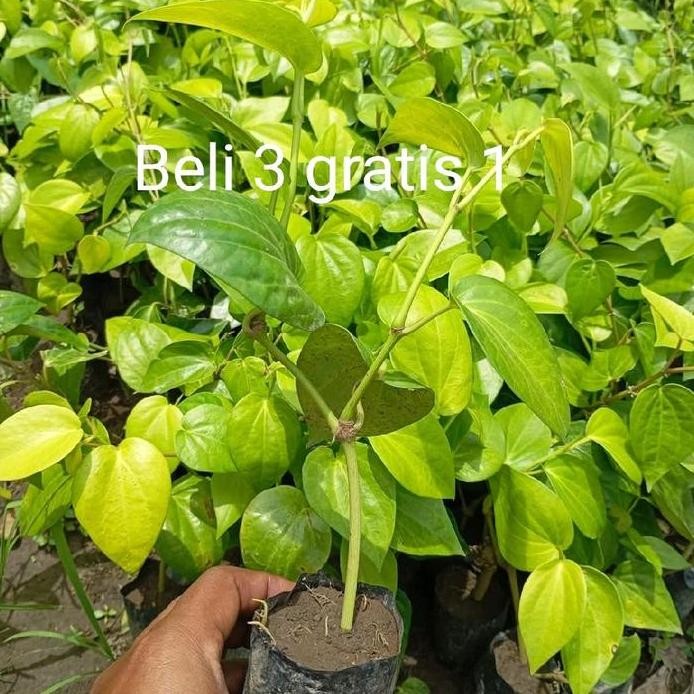 

Terlaris Bibit Daun Sirih Hijau Beli( 3 Gratis 1 )