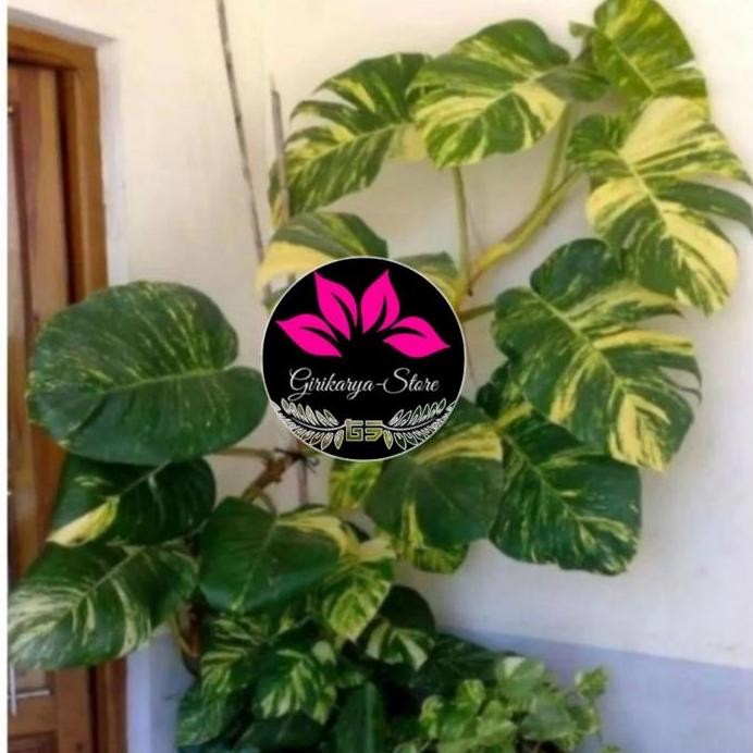 

Terlaris Bibit Epipremnum Aureum /Monstera Raisa -Sirih Gading Jumbo Varigata