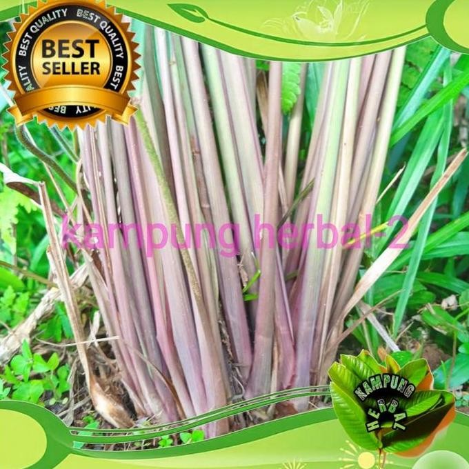 

Terlaris Bibit Sereh Wangi/Sereh Merah Asli 1Kg