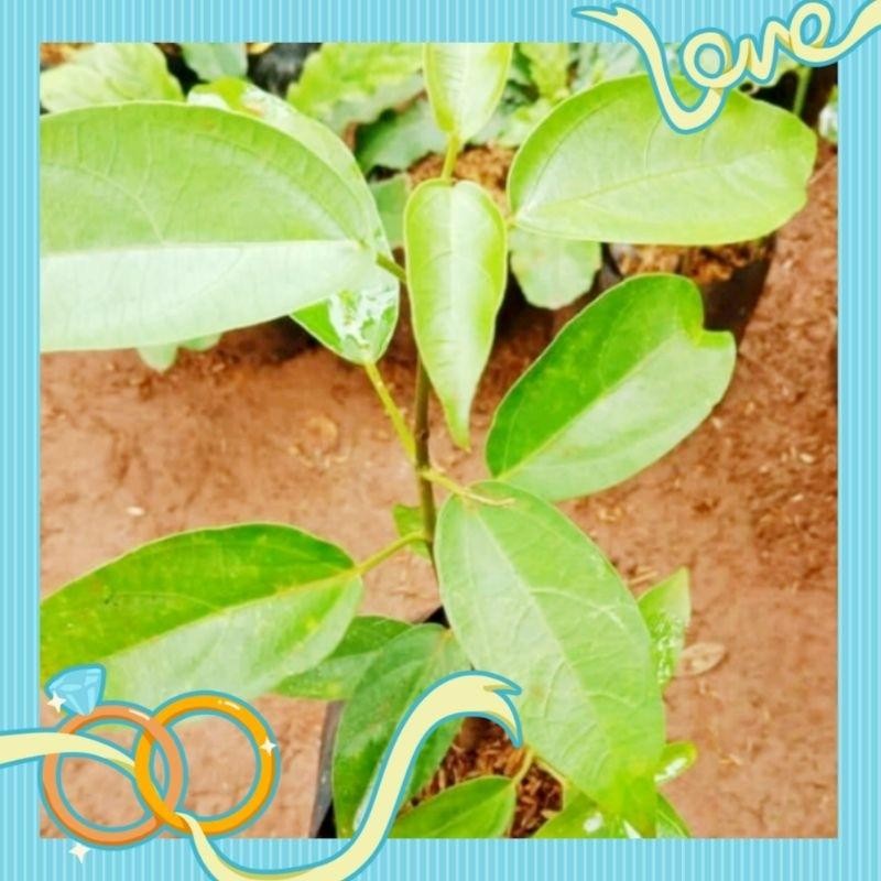 Tanaman Cincau Hijau/Bibit Tanaman Herbal Cincau Hijau/Tanaman Herbal Cincau Hijau