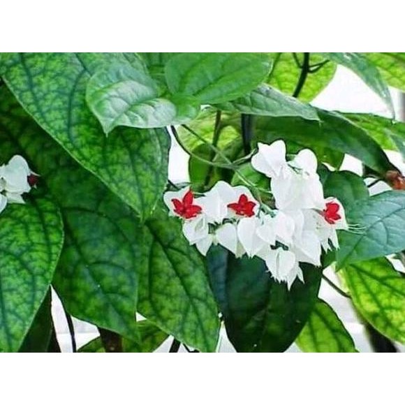 

Terlaris Termurah Bibit Stek Batang Tanaman Nona Makan Sirih