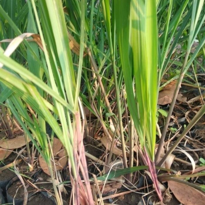 

Terlaris Terbatas Bibit Tanaman Serai Bumbu Dapur / Sereh