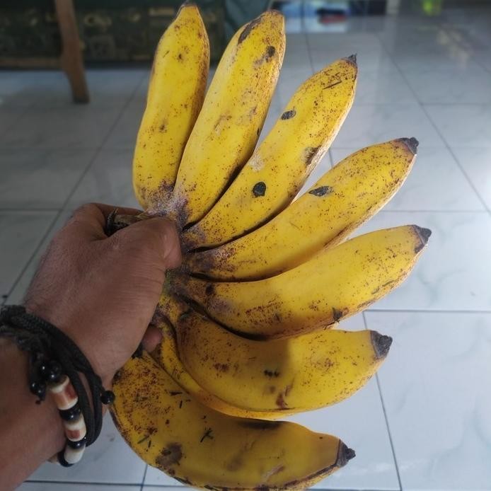 

Terlaris Bibit Tanaman Pisang Raja Sereh - Susu#Bibit_Unggul_Amanah