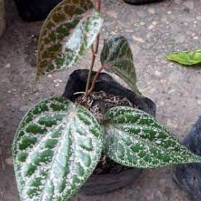 

Terlaris Bibit Tanaman Obat Herbal Alami Sirih Merah