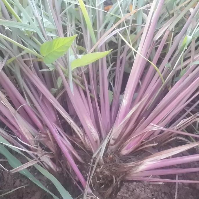 

Terlaris Bibit Sereh Wangi Premium (10 Batang)