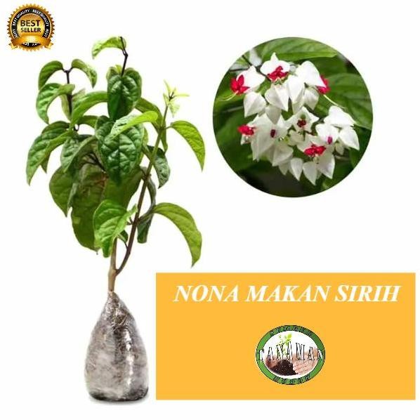 

Terlaris Bibit Pohon Tanaman Hias Bunga Nona Makan Sirih Merah Putih