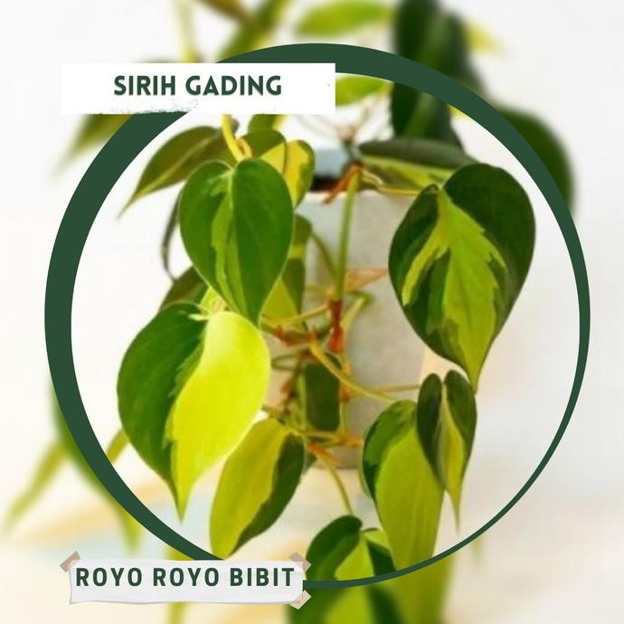 

Terlaris Bibit Tanaman Hias Sirih Gading Tanaman Unggul