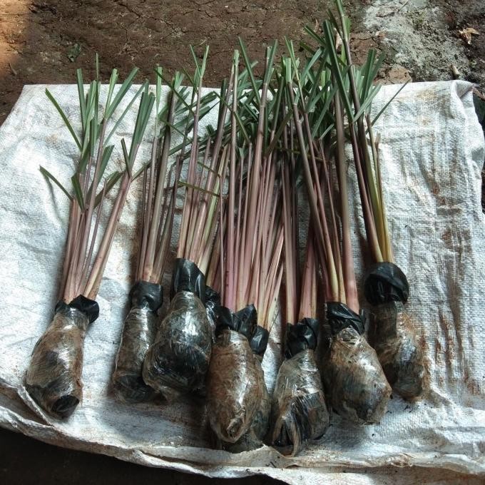 

Terlaris Bibit Pohon Sereh Merah / Sereh Wangi