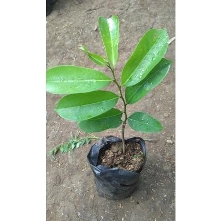BARANG SUPER Bibit Tanaman Buah Sirsak r Pohon Buah Sirsak Cangkok SBB21