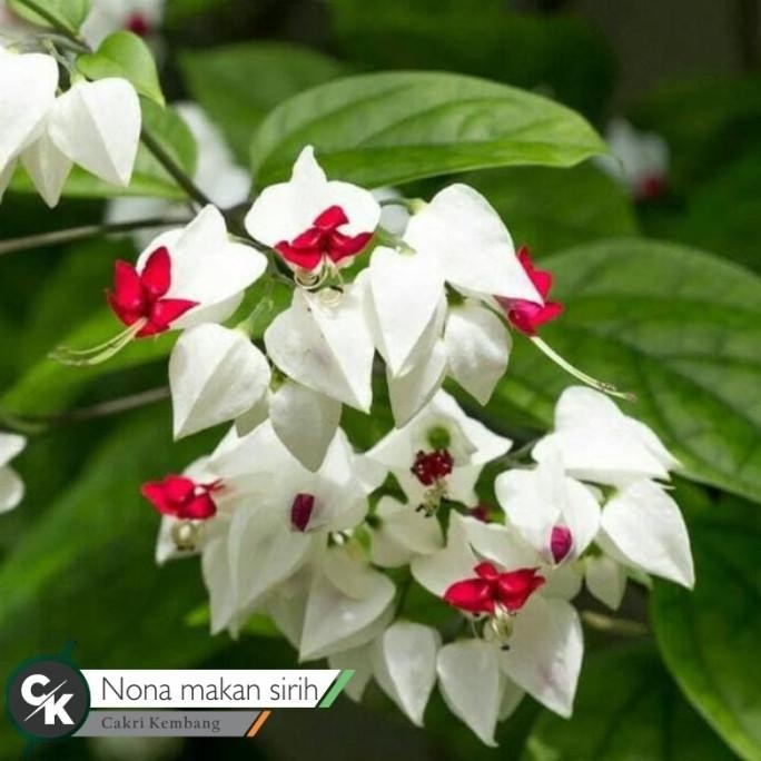 

Terlaris Tanaman Hias Bunga Nona Makan Sirih Putih - Bibit Bunga Puywli 8381Aa
