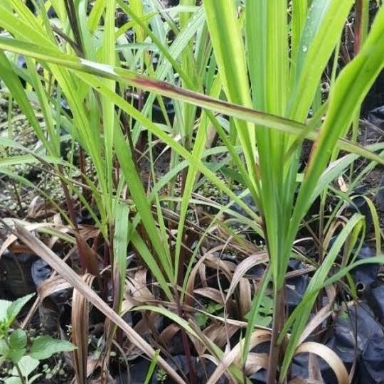 

Terlaris Bibit Tanaman Sereh Merah, Sereh Ngi Barang Super