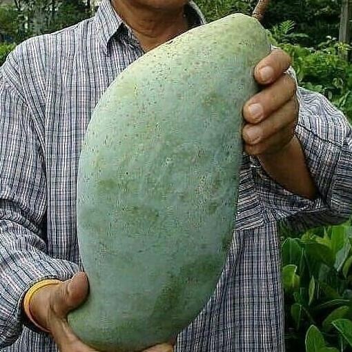 BARANG SUPER POHON Bibit Mangga Mahatir Pohon Mangga Bibit Buah Mangga Mahatir