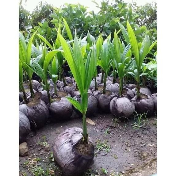 BARANG SUPER POHON Bibit Tanaman Buah kelapa wulung kelapa hij wulung