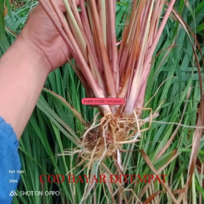 

Terlaris Terbaik Sereh Merah 500 Gram Bibit Serey Wangi Redy Lang Yzbroi 1732Xp