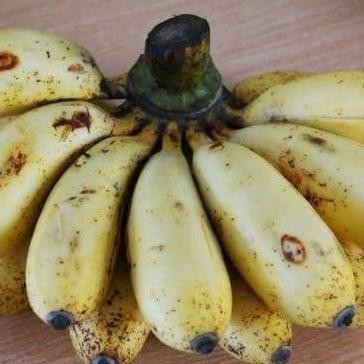 

Terlaris Bibit Pohon Pisang Raja Sereh / Buah Pisang Raja Unggulan Mm151 Bbb Azz
