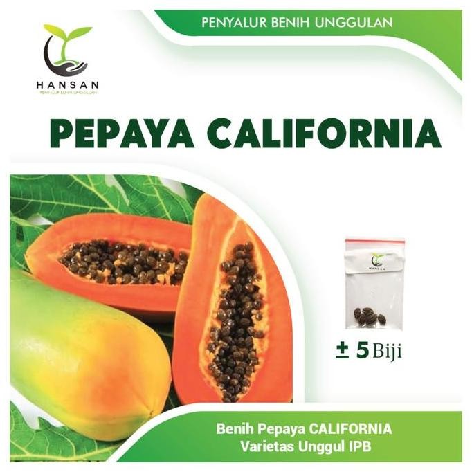 5 Pepaya California F1 Calina IPB - Bibit Buah Kalifornia Unggul POLIBAG