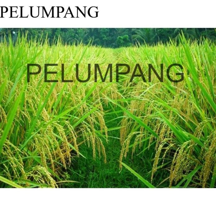 

Terlaris Promo Benih Padi Srikandi Jumbo (Sambo)-Kemasan 5Kg