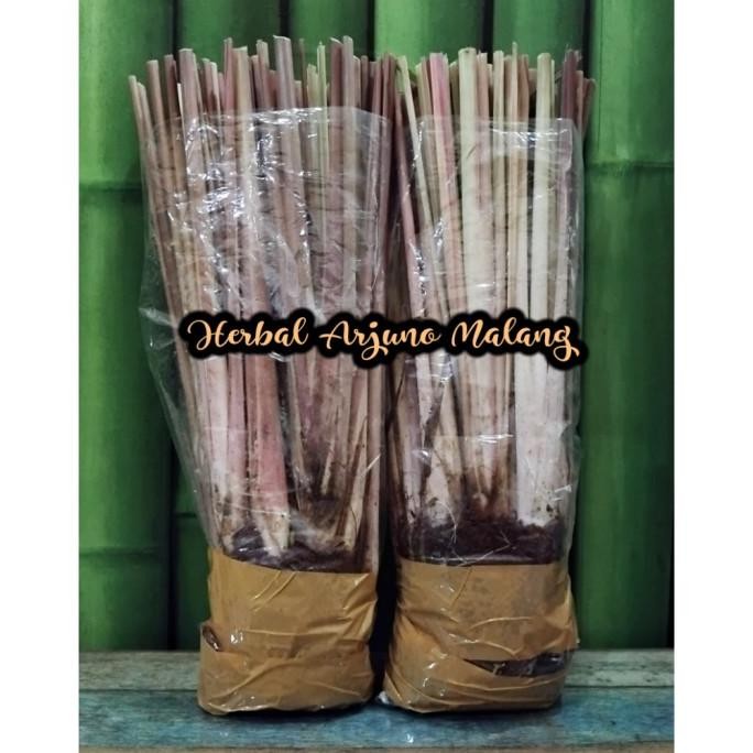 

Terlaris 1 Rumpun/30 Batang Bibit Tanaman Serai Sereh Sere Merah Wangi Wulung Siap Tanam Herbal Berkhasiat