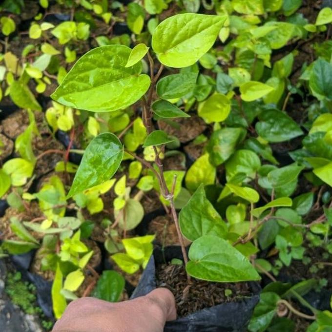 

Terlaris Sirih Kuning / Bibit Tanaman Daun Sirih Kuning Herbal / Tanaman Rambat
