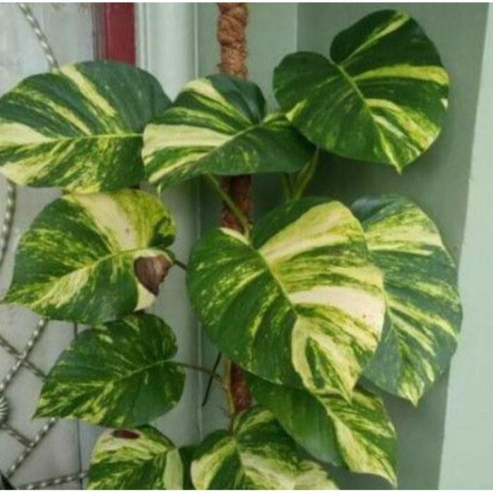 

Terlaris Cod Promo Bibit Sirih Gading Jumbo Varigata (Batang/Stek)