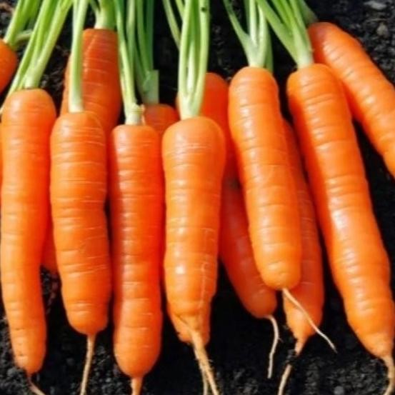 Bibit Unggul Wortel - Buah Besar Non GMO Isi 50 Biji POLIBAG