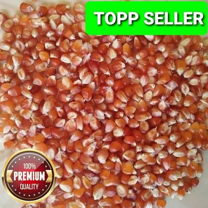 

Terlaris Jagung Merah Per Biji Grade A5 (Premium Quality)