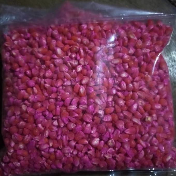 

Terlaris Bibit Jagung Unyil Jagung Kristal