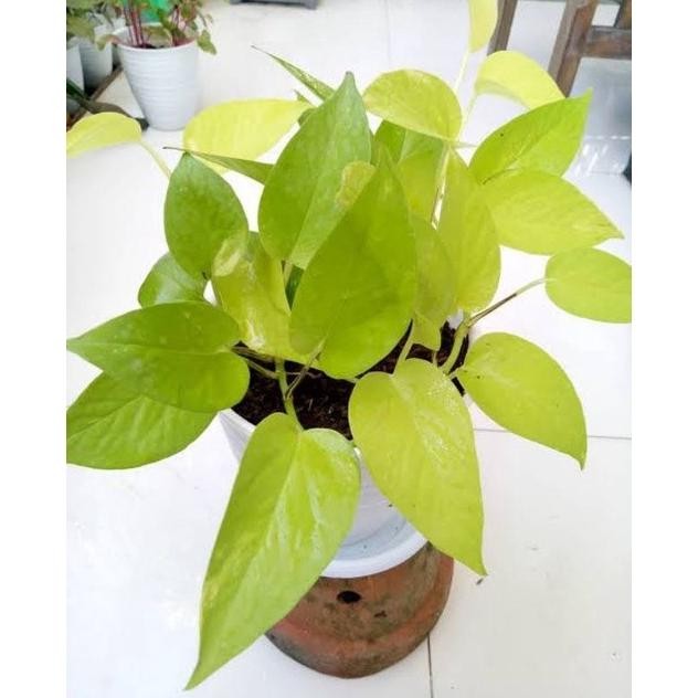 

Terlaris Bibit Tanaman Gantung Sirih Gading Lemon Sudah Hidup Scfgxx 0325Mz