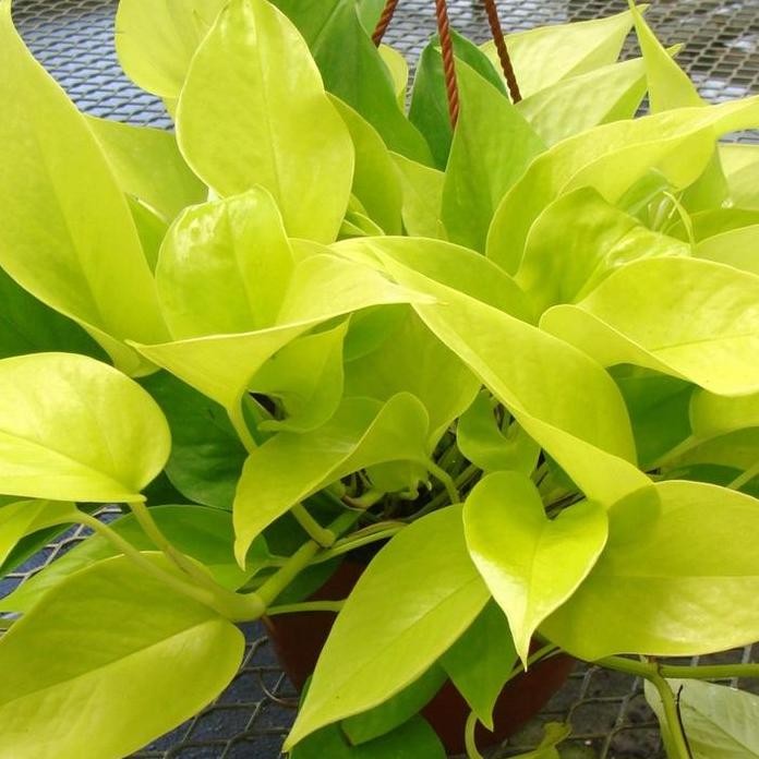 

Terlaris Bibit Sirih Gading Kuning