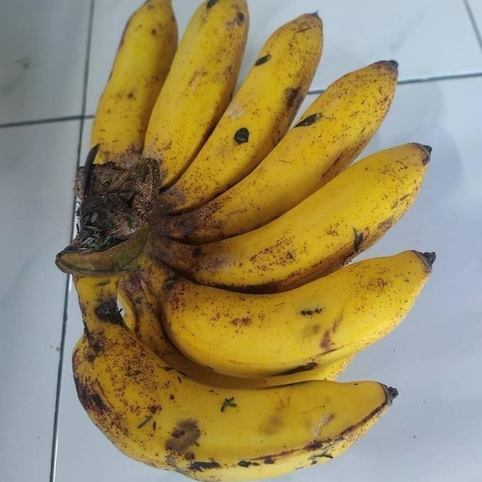 

Terlaris Bibit Tanaman Pisang Raja Sereh - Susu Premium