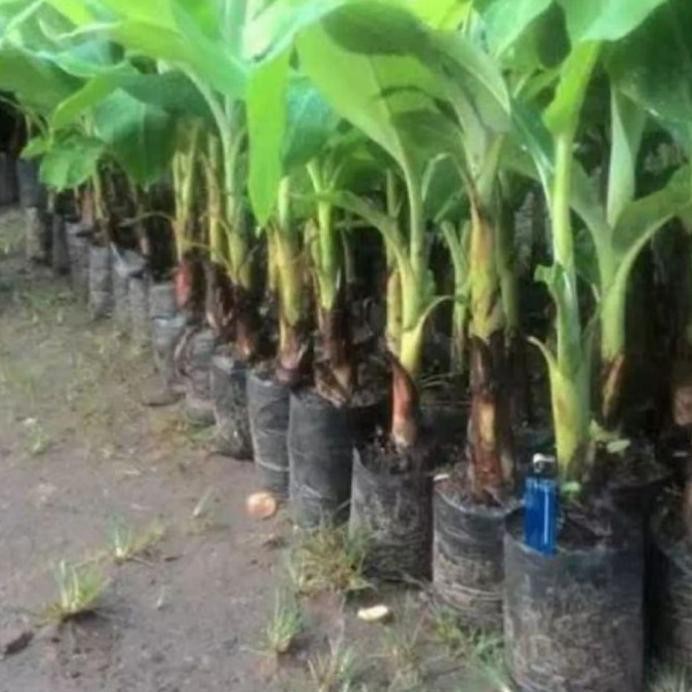 

Terlaris Viraall Bibit Tanaman Pohon Pisang Raja Sereh Aneka Pisang Azz