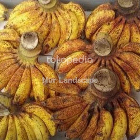 

Terlaris Pohon Bibit Pohon Pisang Raja Sereh