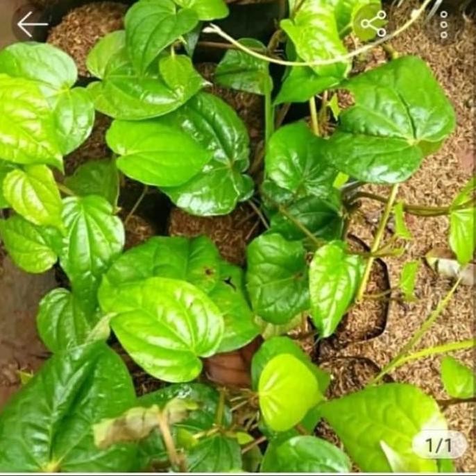 

Terlaris Terlaris Bibit Pohon Sirih Hijau Segar/Fresh