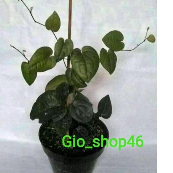 Terlaris #Shg - Restock Bibit Sirih Hitam Asli Hutan 889 Terbaru