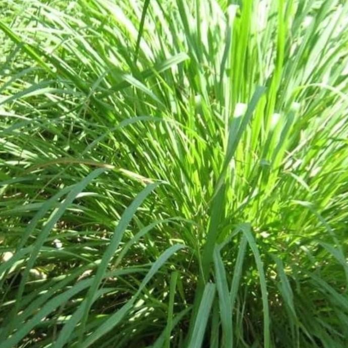 

Terlaris 5 Bibit Tanaman Sereh /Serei Bumbu Masakan /Dapur Istimewa