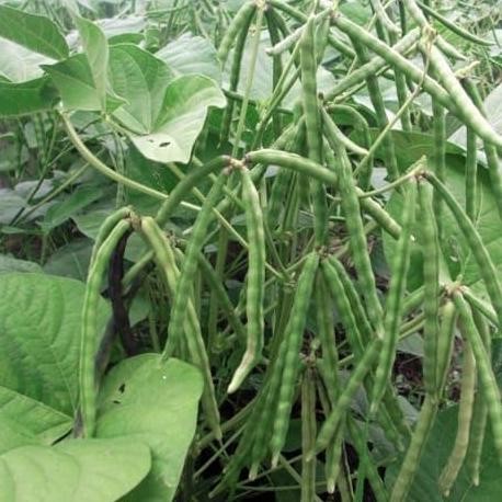 

Terlaris Benih 2 Bibit Kacang Hijau Vima