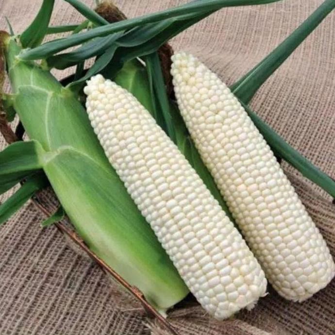 

Terlaris 1 Kg Biji Benih Jagung Putih Ketan Unggulan Snp Garden Seed