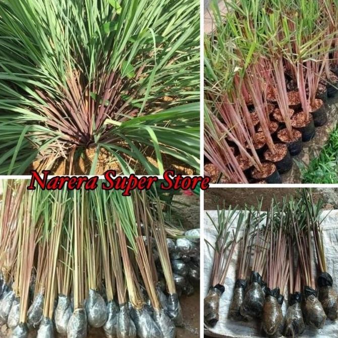 

Terlaris (Termurah) Bibit Sereh Merah Lanang Serai Sere Ngi Tanaman Obat Herbal Alami Bestseller