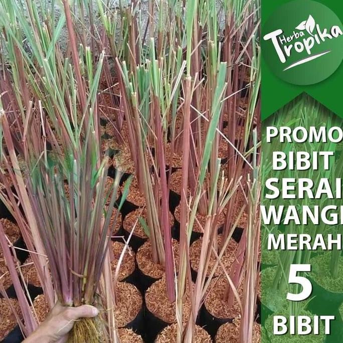 

Terlaris Bibit Tanaman Herbal Sereh Merah Berakar Isi 5 Bibit Siap Tanam Toko Herba Tropika