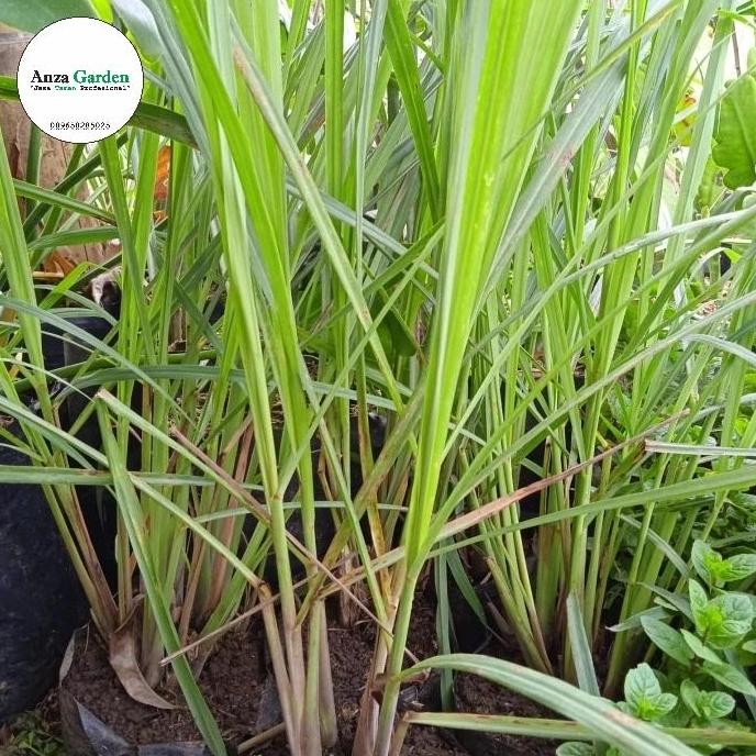 

Terlaris Bibit Sereh