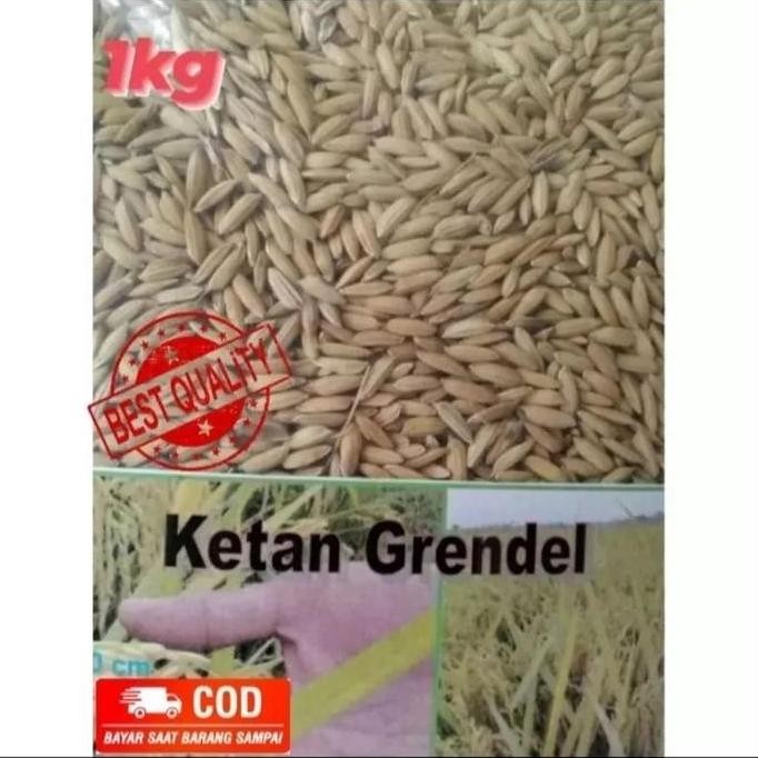 

Terlaris Bayar Di Tempat !!! Benih Padi Ketan Putih Grendel 1Kg Snp Garden Seed