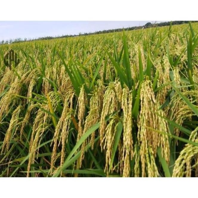 

Terlaris Bibit Padi Padi Dan Benih Padi Benih Padi Inbrida C2 Kemasan 5Kg Original Premium Premium Quality