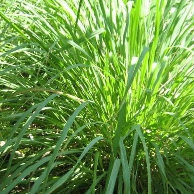 

Terlaris Ankn Bibit Tanaman Sereh Sayur - Pohon Akar Serai Bahan Bumbu Masak