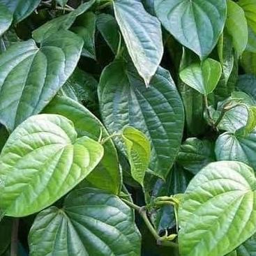 

Terlaris Tanaman Obat Herbal Sirih Minyak Bibit