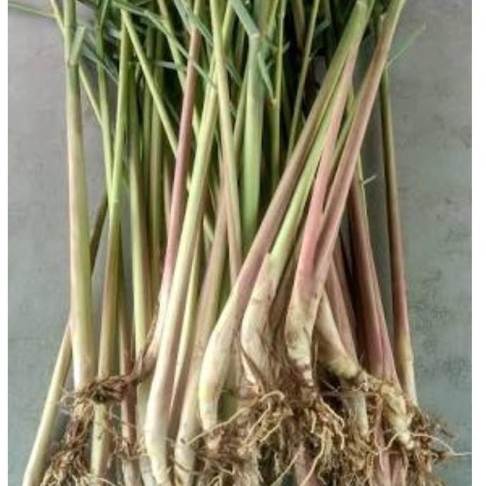 

Terlaris Paket Hemat Sepuluh Bibit Sereh Wangi