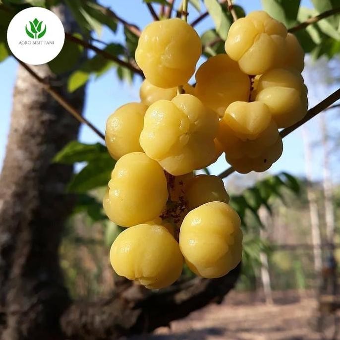 Tanaman Buah Cermai Bibit Pohon Cermai GENJAH