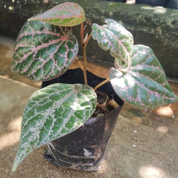 

Terlaris Bibit Sirih Merah Tinggi 30 Cm Diskon