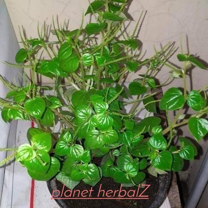 

Terlaris Bibit Sirih Cina / Bibit Tanaman Suruhan / Bibit Ketupang Air